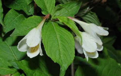 Вейгела Максимовича Weigela maximowiczii фото