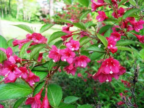 Вейгела обільноцветущая Weigela floribunda фото