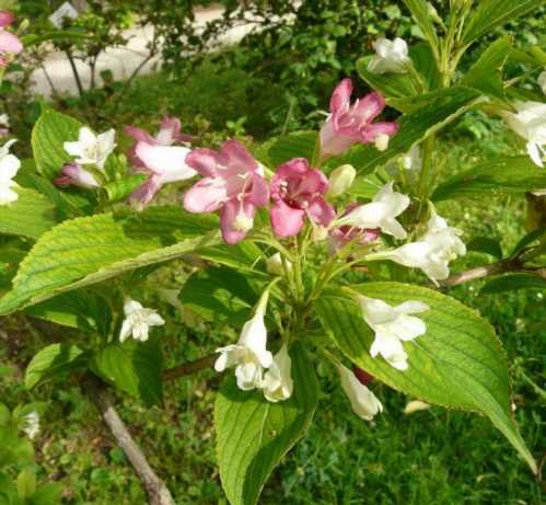 Вейгела японська Weigela japonica фото