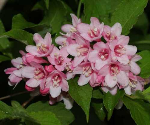 Вейгела садові Weigela hortensis фото