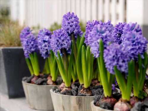 Домашній квітка гіацинт східний Hyacinthus orientalis