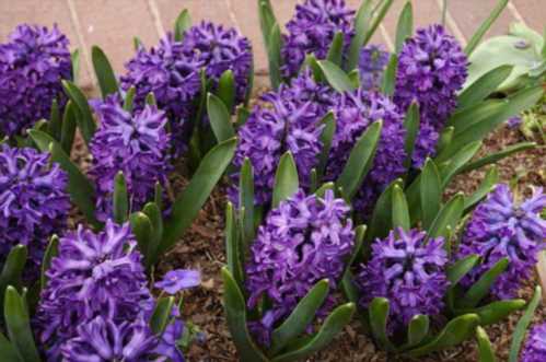 Гіацинт Литвинова Hyacinthus litwinowii домашній квітка догляд