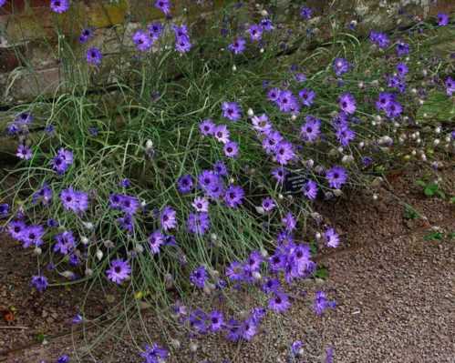 Катананхе блакитна Catananche caerulea фото