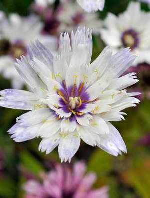 Катананхе блакитна з білими квітами Catananche caerulea Alba фото