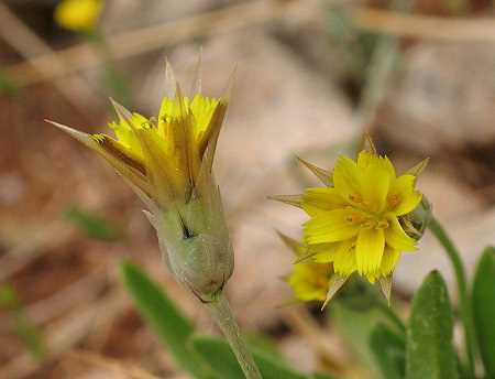 Катананхе жовта Catananche lutea