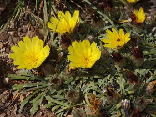 Катананхе дерністий Catananche caespitosa фото