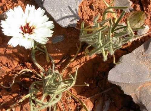 Катананхе піщана Catananche arenaria фото