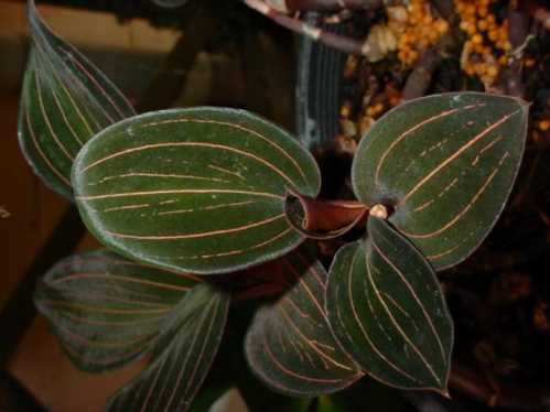 Лудізія Доусона Ludisia discolor var. dawsoniana фото