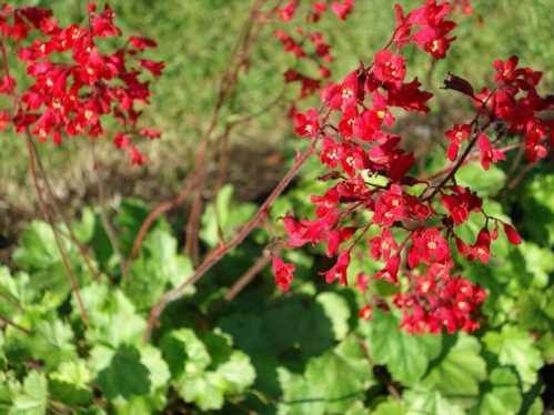 Гейхера криваво-червона Heuchera sanguinea фото