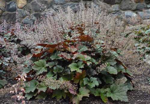 Гейхера волосиста Heuchera villosa Bronze Wave фото