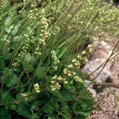 Гейхера циліндрична сорт Грінфінч Heuchera cylindrica Green finch фото