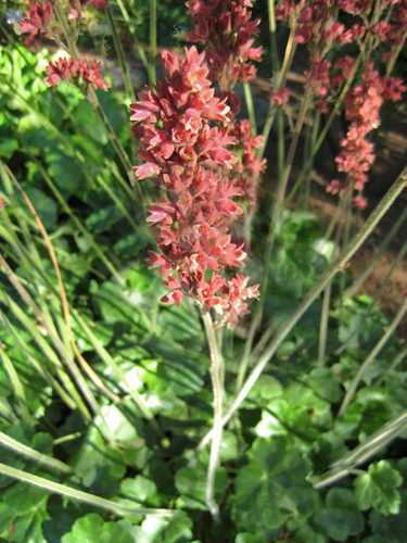 Гейхера циліндрична сорт Хайперіон Heuchera cylindrica Hyperion фото