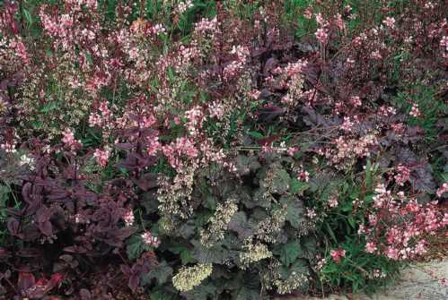 Гейхера мелкоцветковая Heuchera micrantha фото в саду