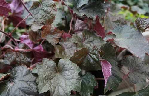 Гейхера сорт Брессінгем Бронза Heuchera micrantha Bresslngham Bronze фото