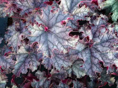 Гейхера гібридна Каскад даун heuchera hybrida cascade dawn фото