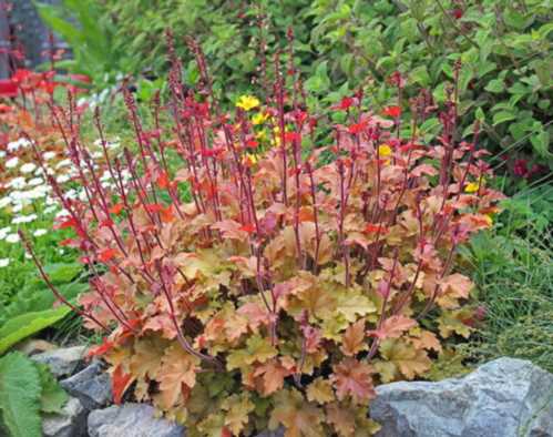 Гейхера берри смути Heuchera Berry Smoothie фото