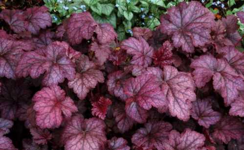 Гейхера аметист мист Heuchera