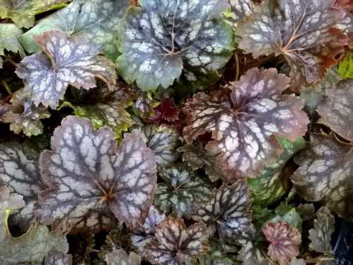 Гейхера марвелос Марбл Heuchera' /><p>Гейхера марвелос Марбл Heuchera 'Marvellous Marble' фото</p><p>Фантастична забарвлення листя сорту Марвелос Марбл Heuchera 'Marvellous Marble' зібрала в собі відтінки сріблястого, пурпурного, рожевого і зеленого. Мармуровий малюнок, з чітким розкреслюванням виразних прожилков, притягує погляд навіть здалеку.</p>          