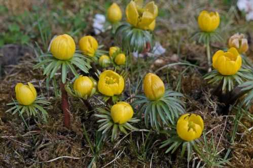 Весенніков Киликийский Eranthis cilicica фото