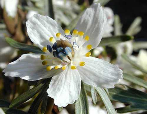 Весенніков перістонадрезанние Eranthis pinnatifida фото