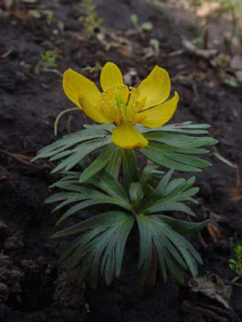 Весенніков длінноножковий Eranthis longistipitata Regel