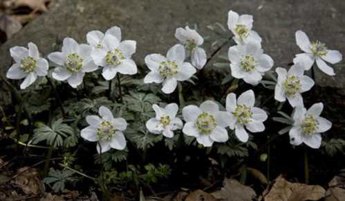 Весенніков зірчастий Eranthis stellata Maxim фото