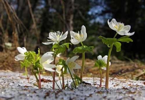 Весенніков сибірський Eranthis sibirica фото