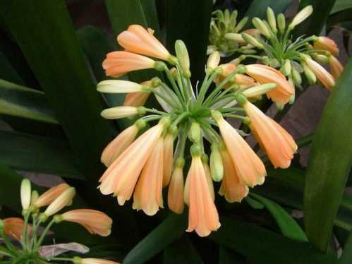 Кливия благородна Clivia nobilis фото догляд і вирощування