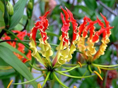 Глориоза Роштільда ​​посадка і догляд Gloriosa Rothschildiana фото