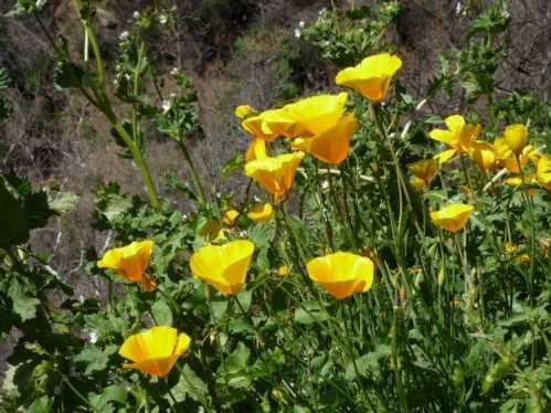 Дерністий ешшольція Eschscholzia caespitosa