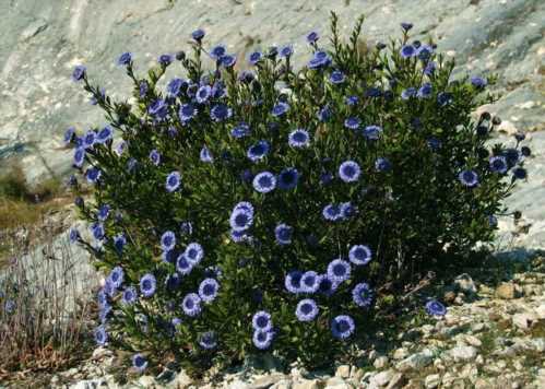 Шаровніца знеболювальна Globularia alypum фото Вирощування і догляд