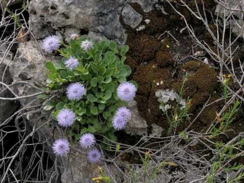 Шаровніца сіра Globularia incanescens фото Посадка вирощування і догляд