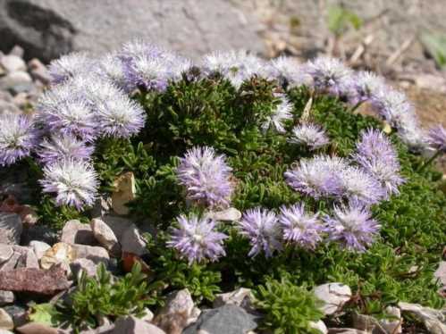 Глобулярія шаровніца волосоцветковая Globularia tricosantha фото