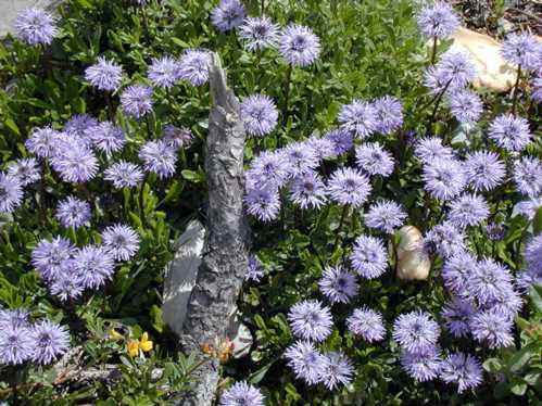 Глобулярія шаровніца сердцевіднолістная Globularia cordifolia фото