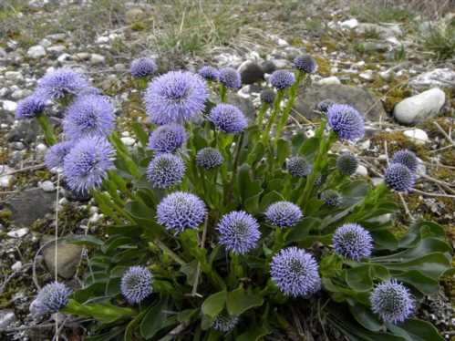 Глобулярія шаровніца точкова Globularia punctata фото