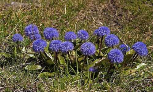 Глобулярія голостебельний Globularia nudicaulis фото