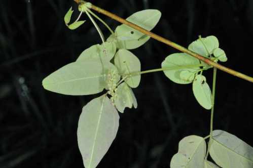 Акебія трехлистная Akebia Trifoliate або трехлопастная фото