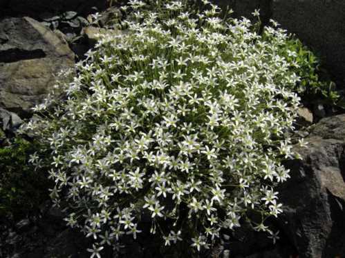 Армерії крупноквіткова Arenaria grandiflora фото