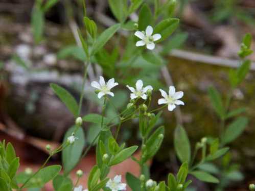 Армерії бокоцветная Arenaria lateriflora фото