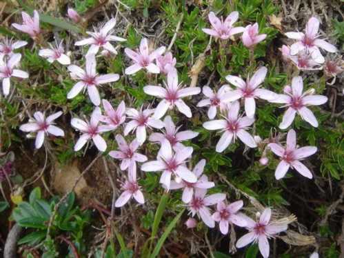 Армерії багрянисто Arenaria purpurascens фото