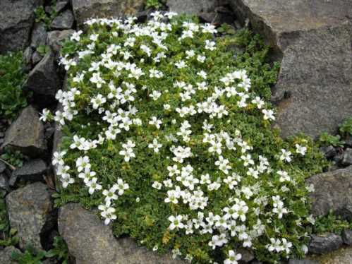 Армерії чотиригранна Arenaria tetraquetra фото