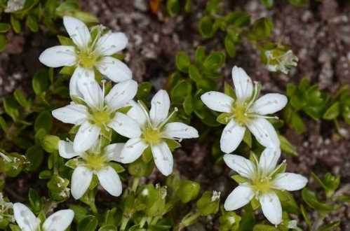 Армерії дволиста Arenaria biflora фото