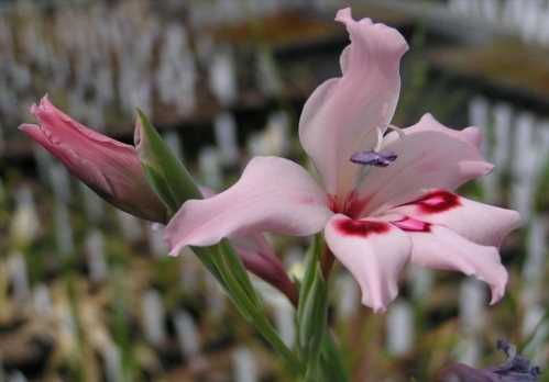 Ацидантера тропічна Acidanthera aequinoctialis