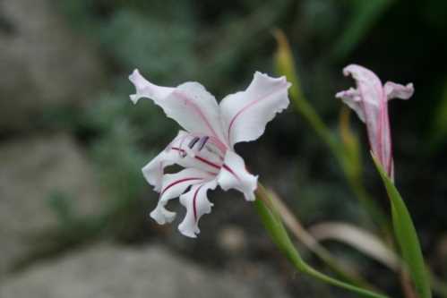 Ацидантера малоквіткова Acidanthera pauciflora фото