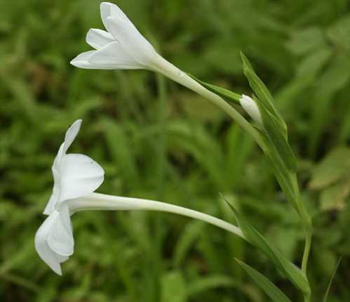 Ацидантера біла Acidanthera Candida фото