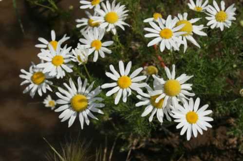 Роман собачий Anthemis cotula