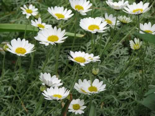 Антеміса пупавка Anthemis punctata фото