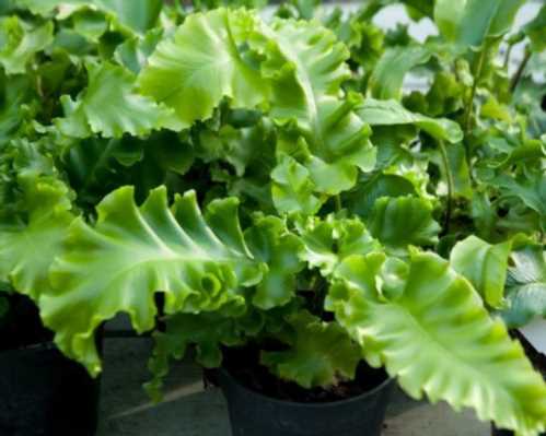 Асплениум сколопендровий Asplenium scolopendrium