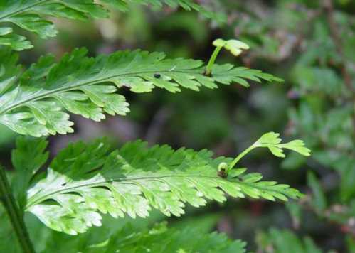 Асплениум луковіценосний Asplenium bulbiferum