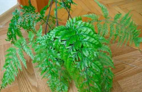 Асплениум живородящий Asplenium viviparum